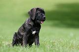 CANE CORSO 1199
